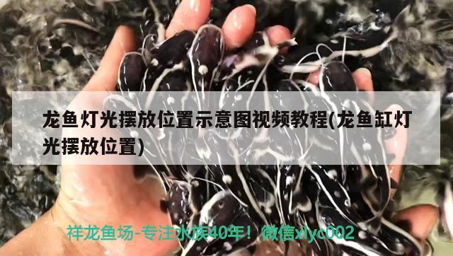 龙鱼灯光摆放位置示意图视频教程(龙鱼缸灯光摆放位置) BD魟鱼