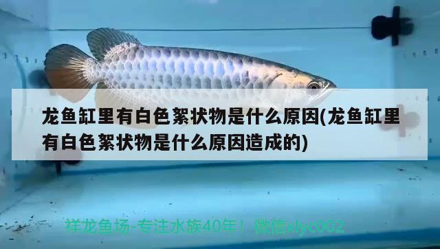 龙鱼缸里有白色絮状物是什么原因(龙鱼缸里有白色絮状物是什么原因造成的) 白子银龙苗（黄化银龙苗）