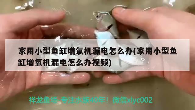 家用小型鱼缸增氧机漏电怎么办(家用小型鱼缸增氧机漏电怎么办视频) 鱼缸水泵