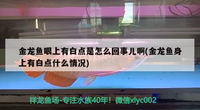 金龙鱼眼上有白点是怎么回事儿啊(金龙鱼身上有白点什么情况) 埃及神仙鱼