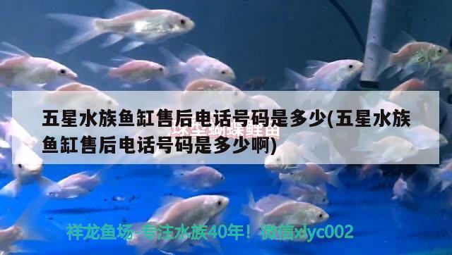 五星水族鱼缸售后电话号码是多少(五星水族鱼缸售后电话号码是多少啊) 白条过背金龙鱼 第2张