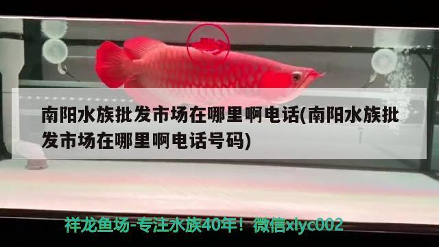 南阳水族批发市场在哪里啊电话(南阳水族批发市场在哪里啊电话号码)