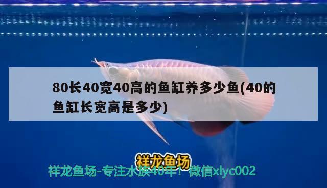 80长40宽40高的鱼缸养多少鱼(40的鱼缸长宽高是多少)