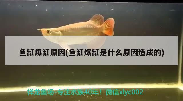 鱼缸爆缸原因(鱼缸爆缸是什么原因造成的) 印尼小红龙