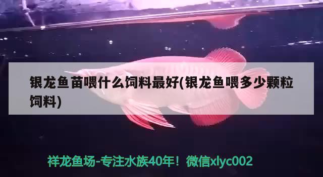 银龙鱼苗喂什么饲料最好(银龙鱼喂多少颗粒饲料) 银龙鱼