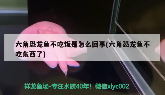 六角恐龙鱼不吃饭是怎么回事(六角恐龙鱼不吃东西了) 杰西卡恐龙鱼