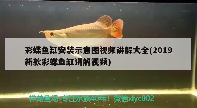 彩蝶鱼缸安装示意图视频讲解大全(2019新款彩蝶鱼缸讲解视频) 马拉莫宝石鱼苗