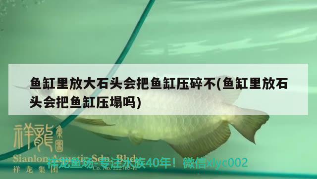 鱼缸里放大石头会把鱼缸压碎不(鱼缸里放石头会把鱼缸压塌吗) 进口元宝凤凰鱼