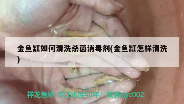 金鱼缸如何清洗杀菌消毒剂(金鱼缸怎样清洗) 白子金龙鱼