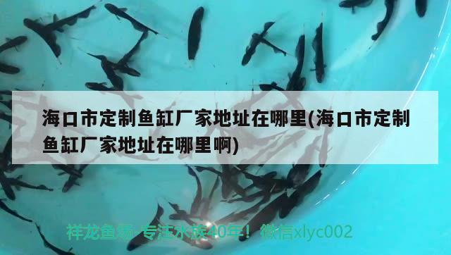 海口市定制鱼缸厂家地址在哪里(海口市定制鱼缸厂家地址在哪里啊) 三色锦鲤鱼