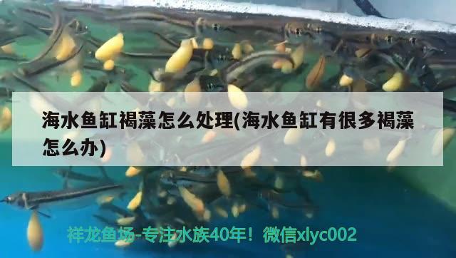 海水鱼缸褐藻怎么处理(海水鱼缸有很多褐藻怎么办) 海水鱼