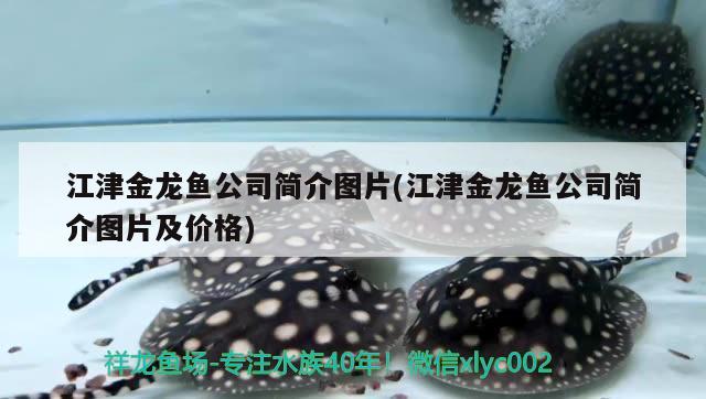 江津金龙鱼公司简介图片(江津金龙鱼公司简介图片及价格) 鱼缸水泵