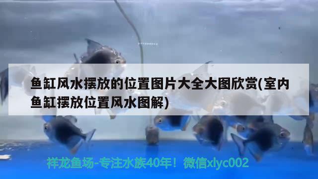 鱼缸风水摆放的位置图片大全大图欣赏(室内鱼缸摆放位置风水图解)