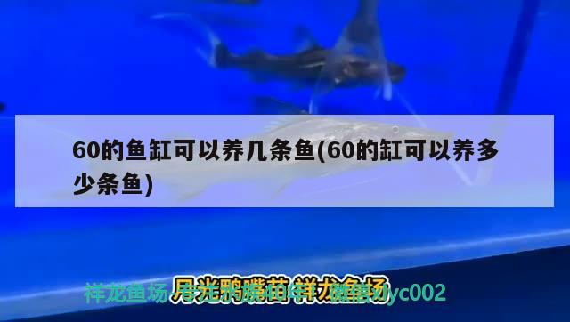 60的鱼缸可以养几条鱼(60的缸可以养多少条鱼) 皇冠黑白魟鱼