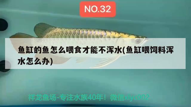 鱼缸的鱼怎么喂食才能不浑水(鱼缸喂饲料浑水怎么办) 鸭嘴鲨鱼