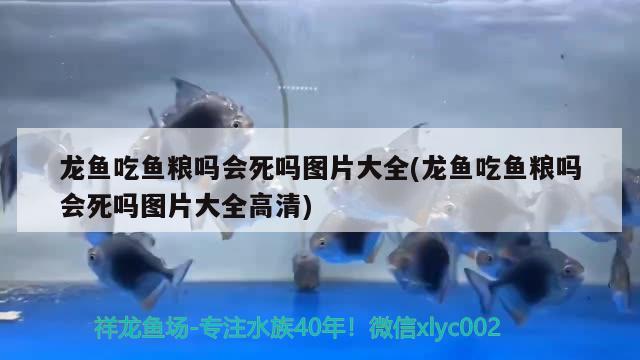 龙鱼吃鱼粮吗会死吗图片大全(龙鱼吃鱼粮吗会死吗图片大全高清) 玫瑰银版鱼