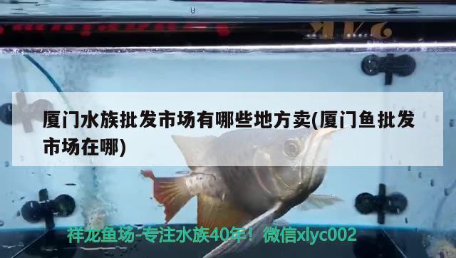 厦门水族批发市场有哪些地方卖(厦门鱼批发市场在哪) 观赏鱼水族批发市场