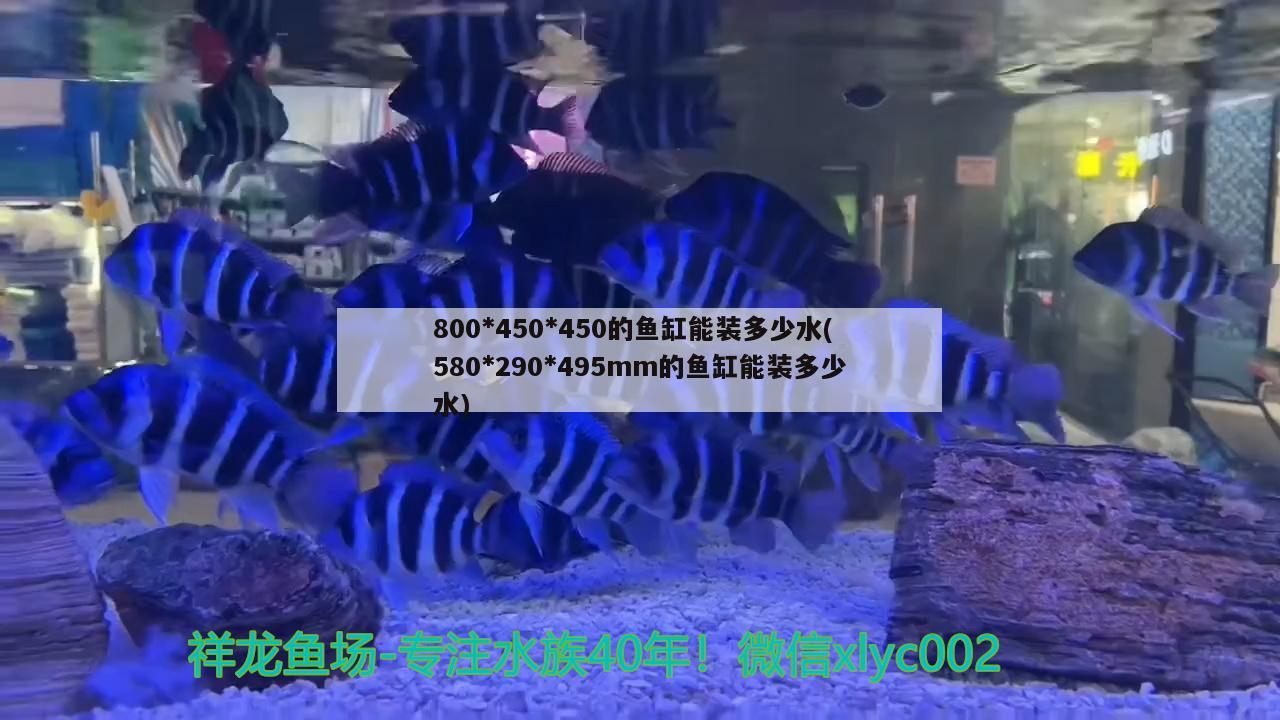 800450450的鱼缸能装多少水(580290495mm的鱼缸能装多少水) 印尼四纹虎