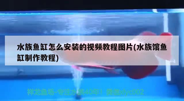 水族鱼缸怎么安装的视频教程图片(水族馆鱼缸制作教程) 月光鸭嘴鱼苗