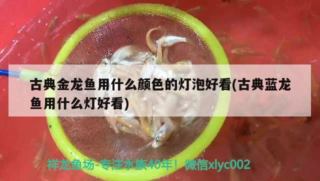 古典金龙鱼用什么颜色的灯泡好看(古典蓝龙鱼用什么灯好看) 玫瑰银版鱼