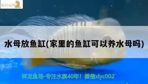 水母放鱼缸(家里的鱼缸可以养水母吗)