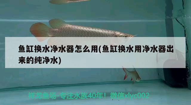 鱼缸换水净水器怎么用(鱼缸换水用净水器出来的纯净水) 印尼小红龙 第1张