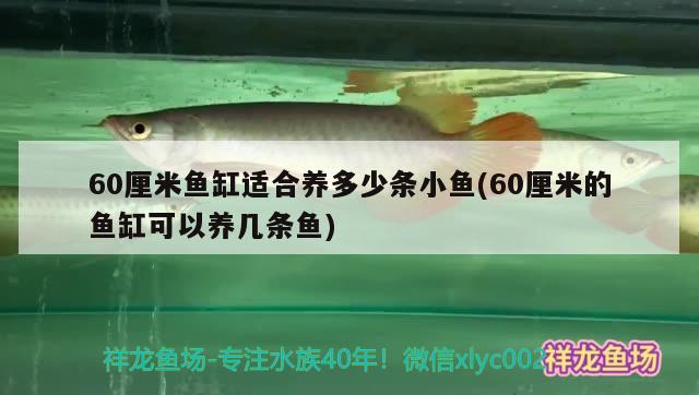 60厘米鱼缸适合养多少条小鱼(60厘米的鱼缸可以养几条鱼) 南美异型鱼