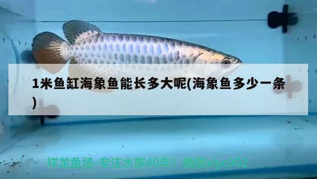 1米鱼缸海象鱼能长多大呢(海象鱼多少一条) 海象鱼