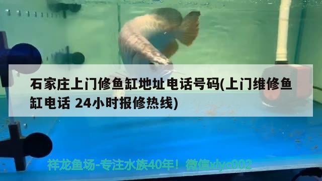 石家庄上门修鱼缸地址电话号码(上门维修鱼缸电话24小时报修热线) 祥龙赫舞红龙鱼