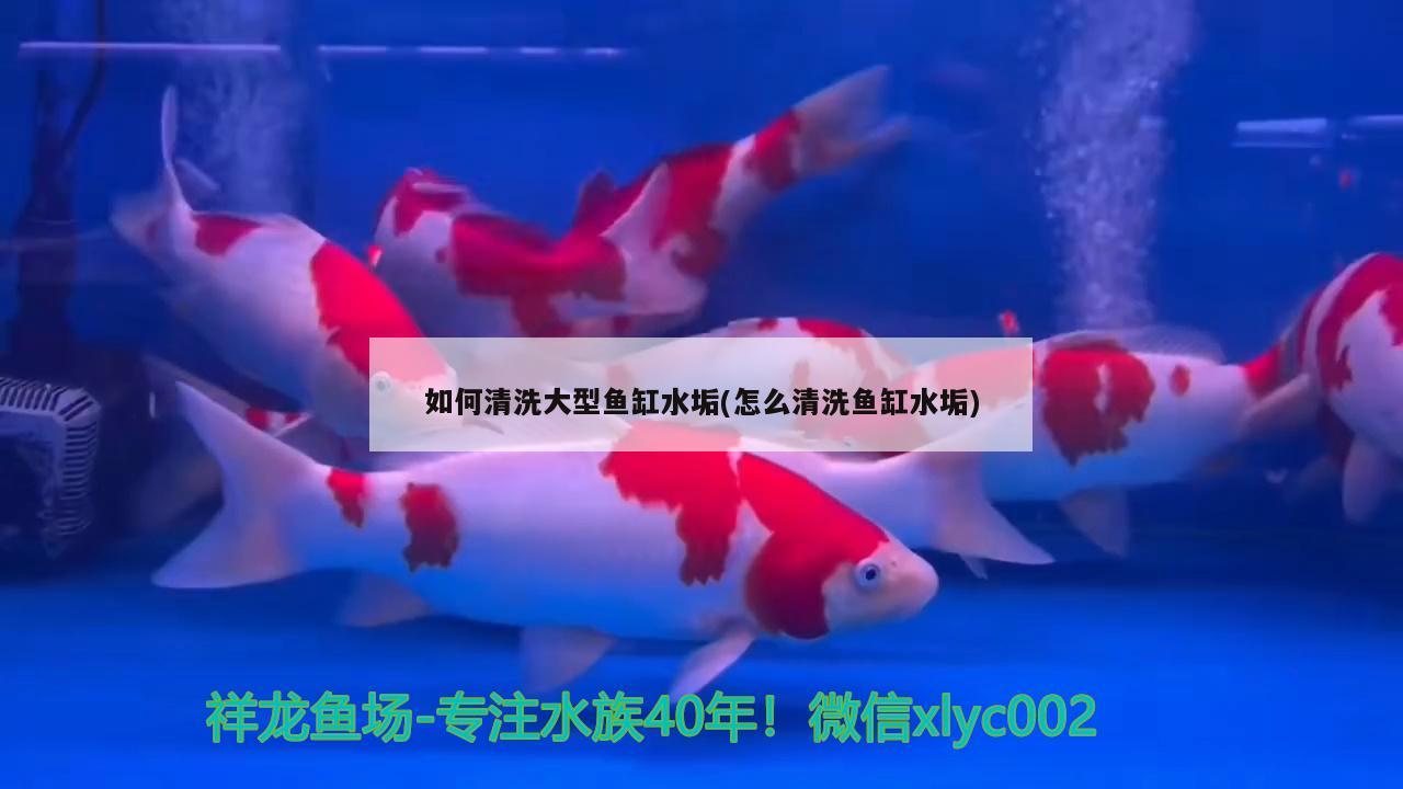 如何清洗大型鱼缸水垢(怎么清洗鱼缸水垢) 水族维护服务（上门）