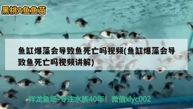 鱼缸爆藻会导致鱼死亡吗视频(鱼缸爆藻会导致鱼死亡吗视频讲解)