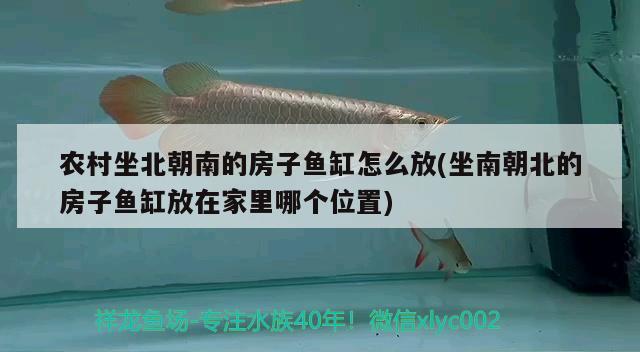 农村坐北朝南的房子鱼缸怎么放(坐南朝北的房子鱼缸放在家里哪个位置) 鸭嘴鲨鱼