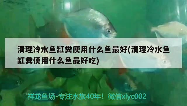 清理冷水鱼缸粪便用什么鱼最好(清理冷水鱼缸粪便用什么鱼最好吃) 狗仔招财猫鱼