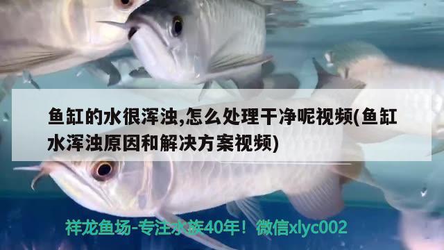 鱼缸的水很浑浊,怎么处理干净呢视频(鱼缸水浑浊原因和解决方案视频) 观赏鱼企业目录