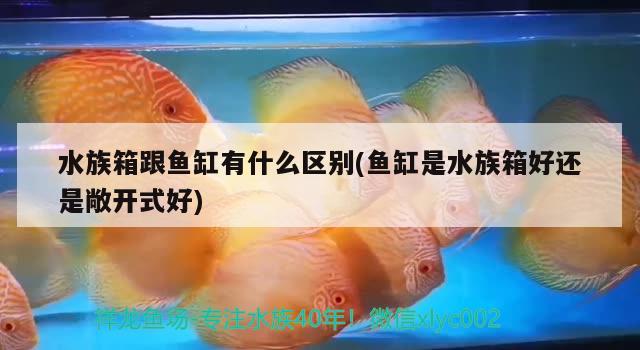 水族箱跟鱼缸有什么区别(鱼缸是水族箱好还是敞开式好)