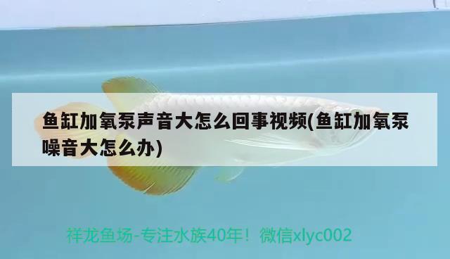 鱼缸加氧泵声音大怎么回事视频(鱼缸加氧泵噪音大怎么办) 纯血皇冠黑白魟鱼