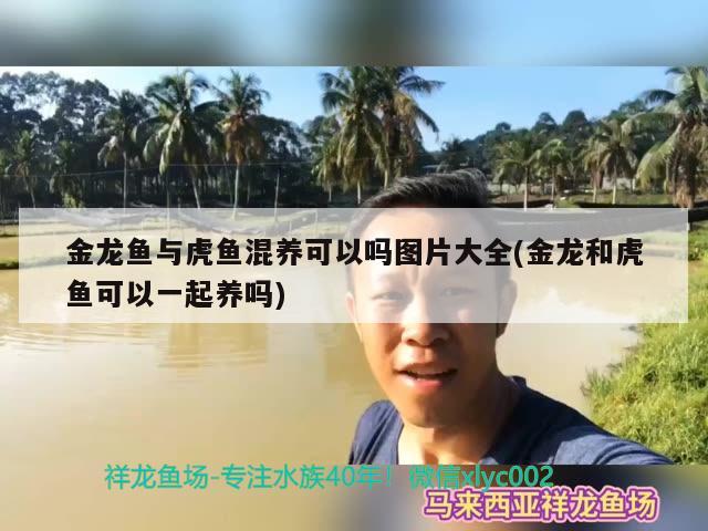 金龙鱼与虎鱼混养可以吗图片大全(金龙和虎鱼可以一起养吗)