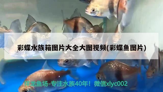 彩蝶水族箱图片大全大图视频(彩蝶鱼图片) 鱼缸/水族箱