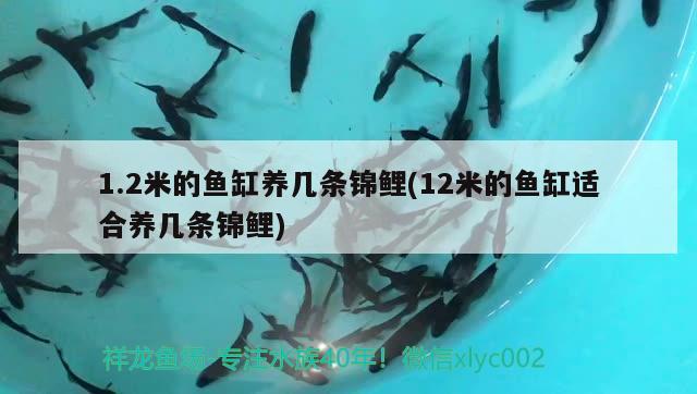 1.2米的鱼缸养几条锦鲤(12米的鱼缸适合养几条锦鲤) 锦鲤鱼