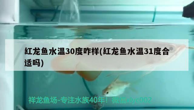 红龙鱼水温30度咋样(红龙鱼水温31度合适吗)