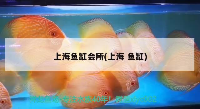 上海鱼缸会所(上海鱼缸) 泰庞海鲢鱼