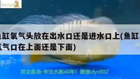 鱼缸氧气头放在出水口还是进水口上(鱼缸出氧气口在上面还是下面) 鸭嘴鲨鱼