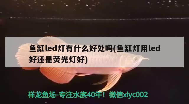 鱼缸led灯有什么好处吗(鱼缸灯用led好还是荧光灯好)