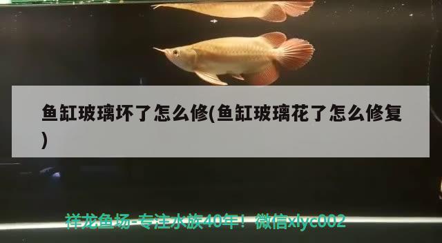 鱼缸玻璃坏了怎么修(鱼缸玻璃花了怎么修复) 非洲象鼻鱼