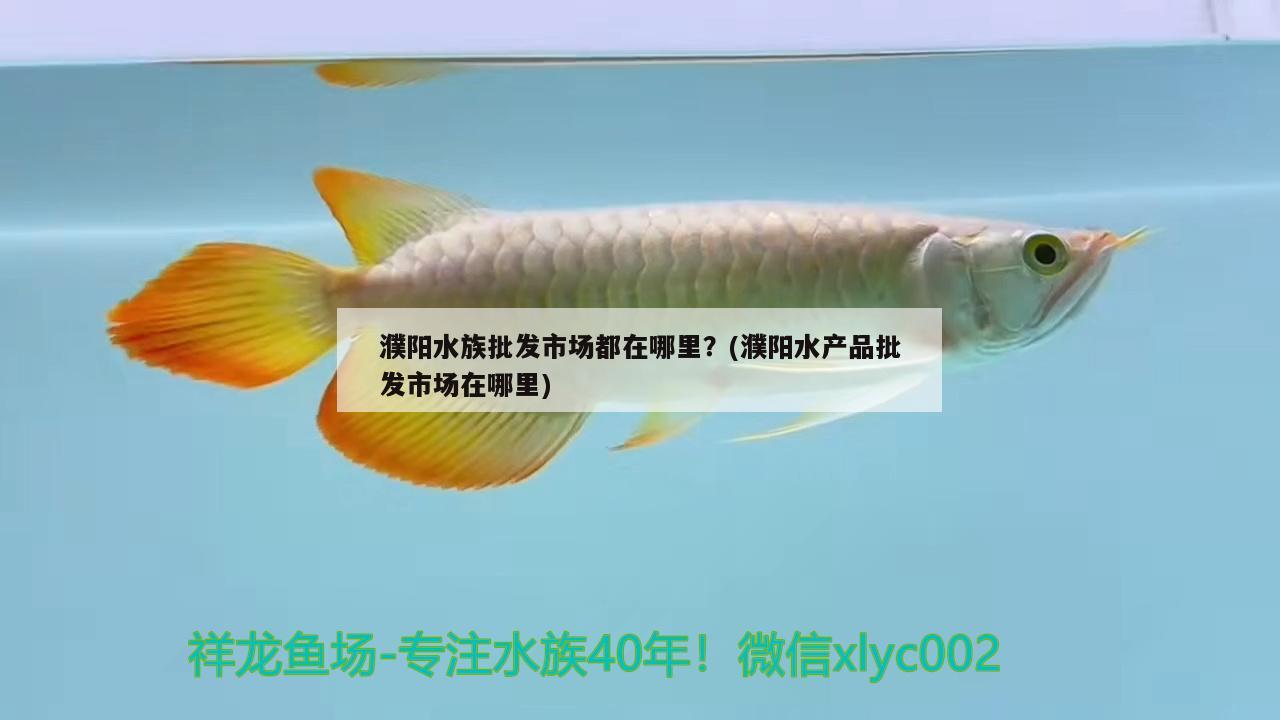 濮阳水族批发市场都在哪里？(濮阳水产品批发市场在哪里) 观赏鱼水族批发市场