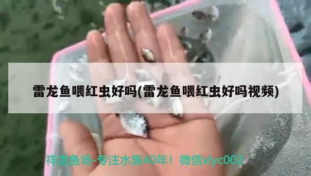 雷龙鱼喂红虫好吗(雷龙鱼喂红虫好吗视频) 祥龙鱼场品牌产品 第2张