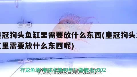 皇冠狗头鱼缸里需要放什么东西(皇冠狗头鱼缸里需要放什么东西呢)