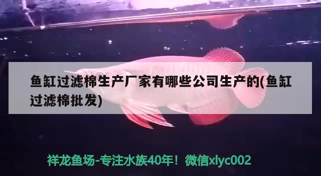 鱼缸过滤棉生产厂家有哪些公司生产的(鱼缸过滤棉批发) 非洲金鼓鱼