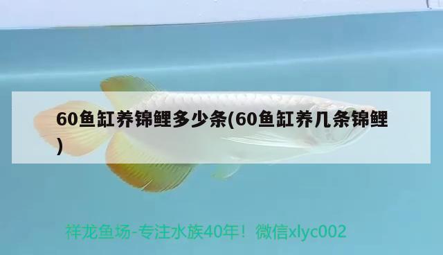 60鱼缸养锦鲤多少条(60鱼缸养几条锦鲤) 观赏鱼市场（混养鱼）