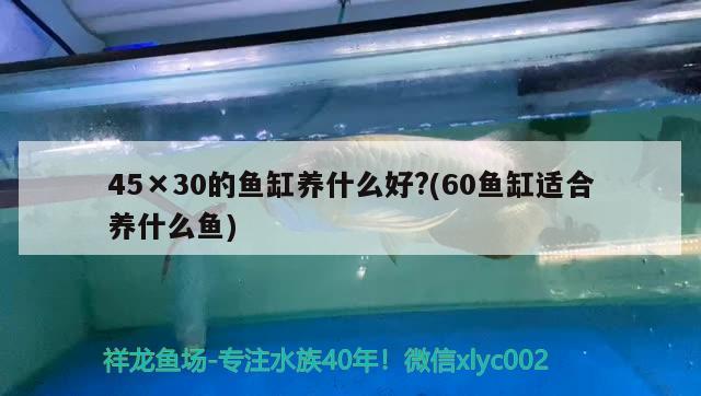 45×30的鱼缸养什么好?(60鱼缸适合养什么鱼)